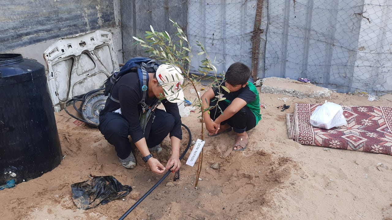 Relawan Indonesia Tanam 700 Pohon Zaitun di Gaza