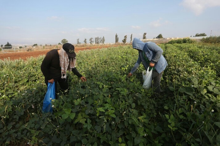Warga Palestina Galakan Pertanian Organik